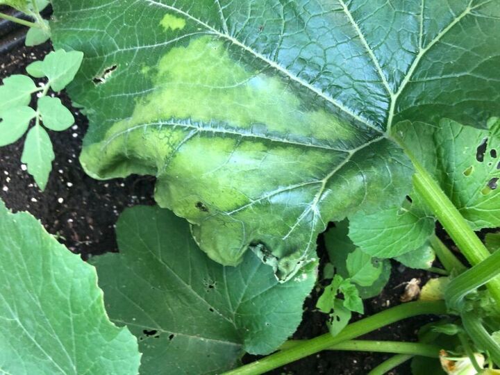 q zucchini plant