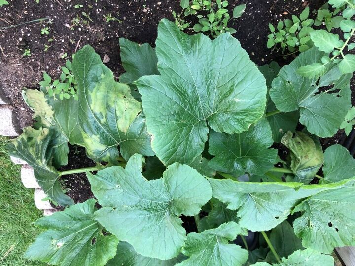 q zucchini plant