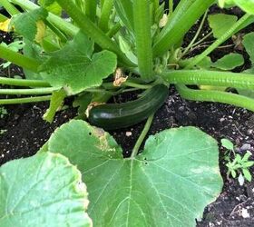 q zucchini plant