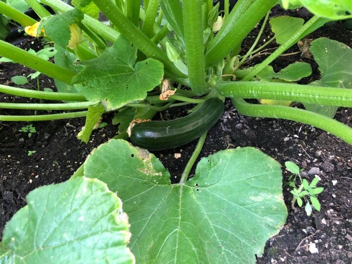 q zucchini plant