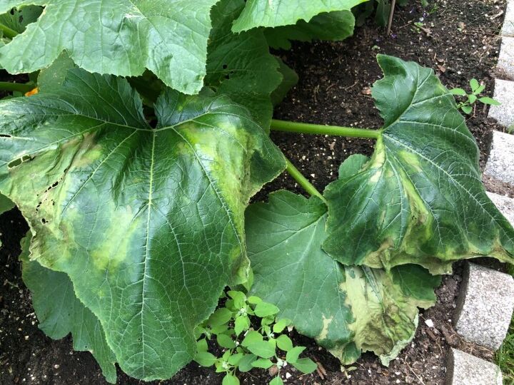 q zucchini plant