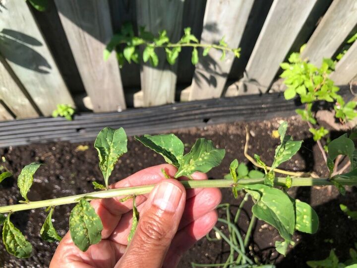q goji berry plant leaves