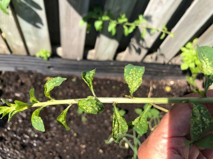 q goji berry plant leaves