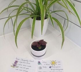 baby ajuga plants as a gift