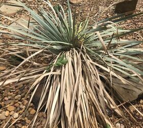 q does anyone have a joshua tree yucca