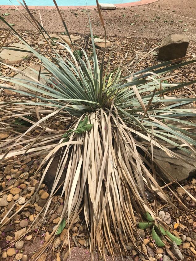 q does anyone have a joshua tree yucca