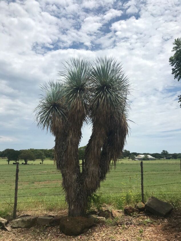 q does anyone have a joshua tree yucca