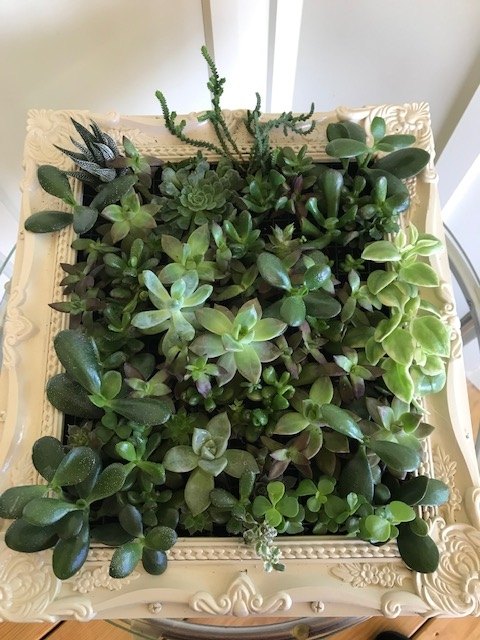 q how to maintain a vertical succulent garden