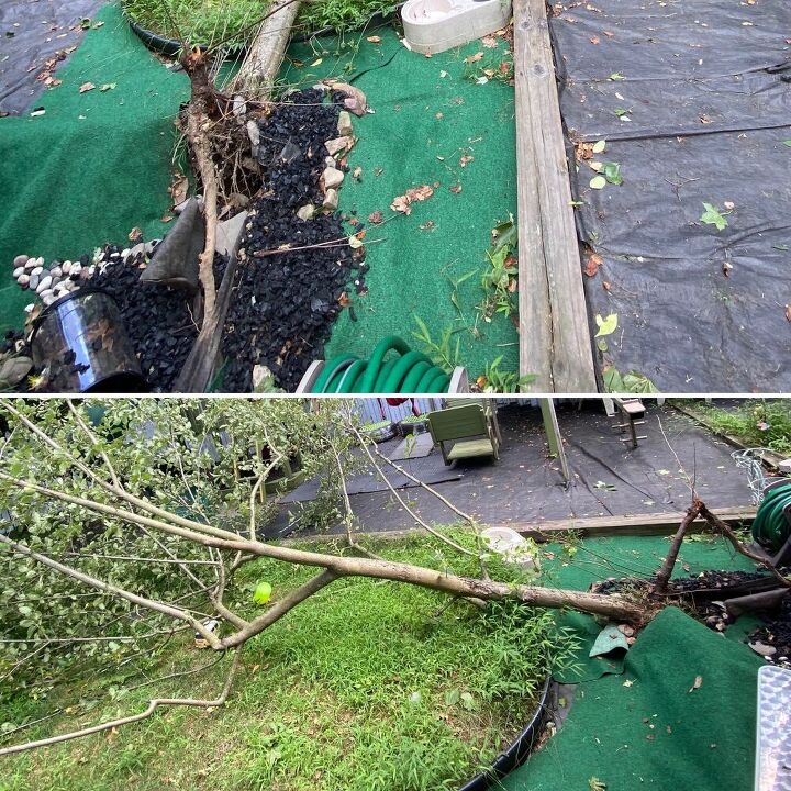 q uprooted apple tree