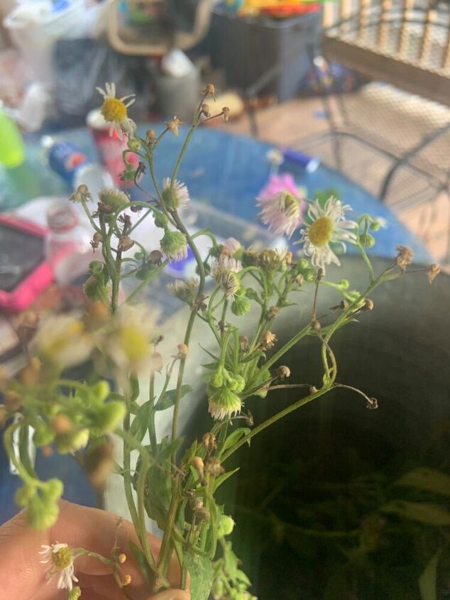 q is this chamomile or a daisy