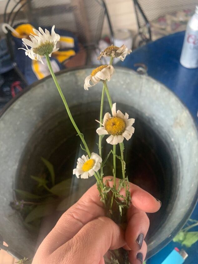 q is this chamomile
