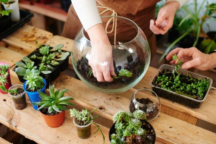 diy succulents planting succulents in a glass jar, Arrange the plants before planting them