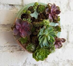 wall pot with succulent plants as decoration