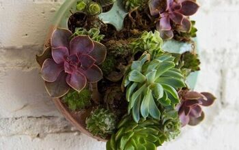  Vaso de parede com plantas suculentas como decoração