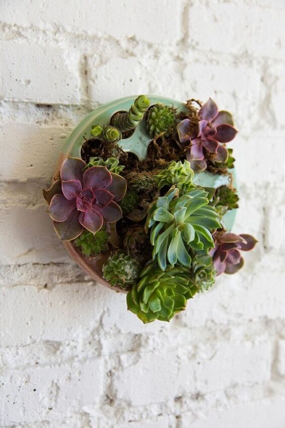 maceta de pared con plantas suculentas como decoracin