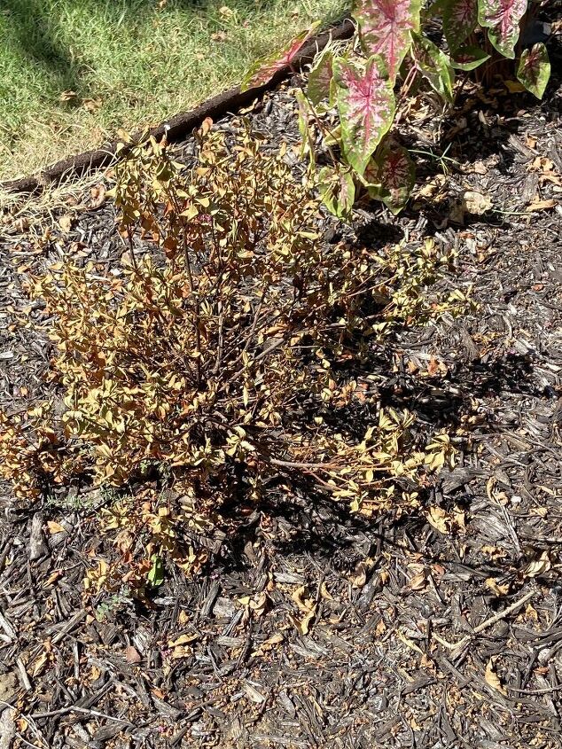 help azalea plant drying out