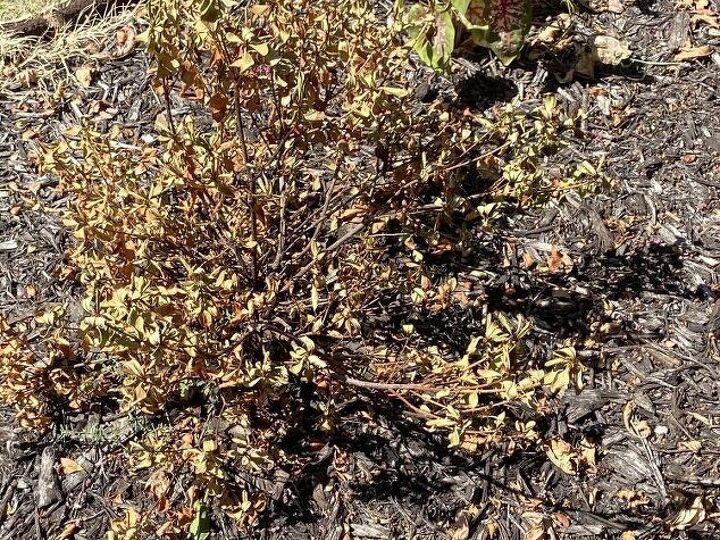 q help azalea plant drying out