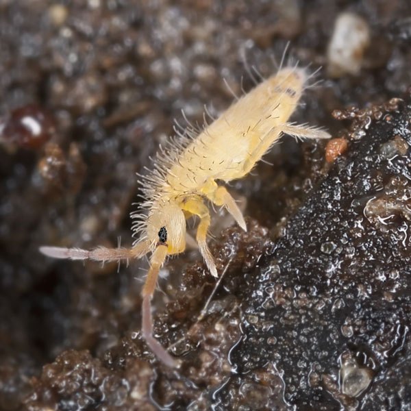 q help with springtails please