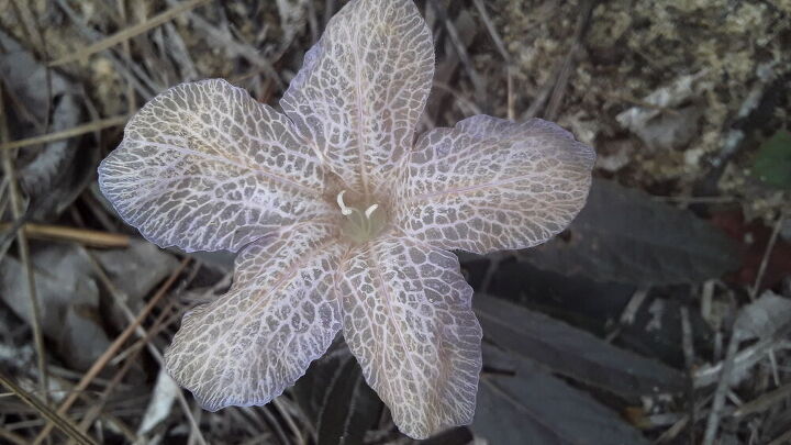 q what on earth is this flower