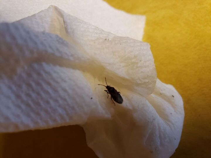 q bug any idea on what this is