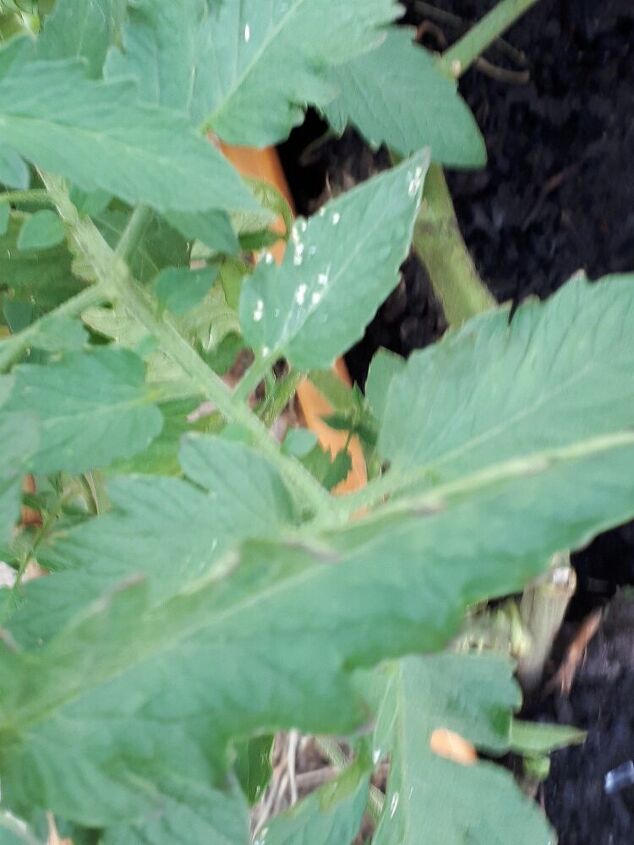 my tomatoe plant has white spots that turn into holes