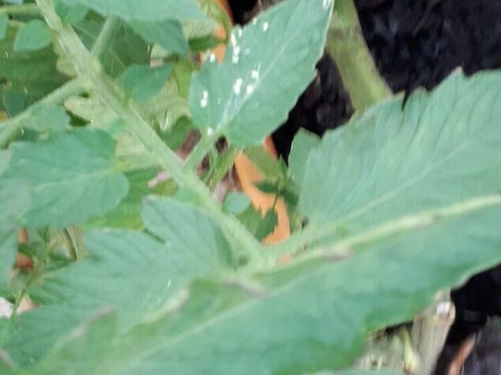 q my tomatoe plant has white spots that turn into holes