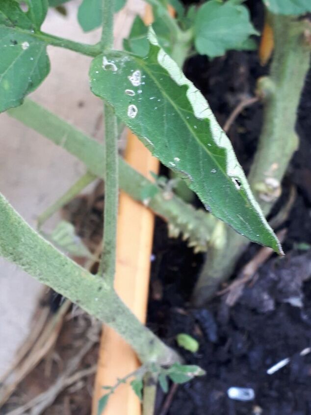 my tomatoe plant has white spots that turn into holes