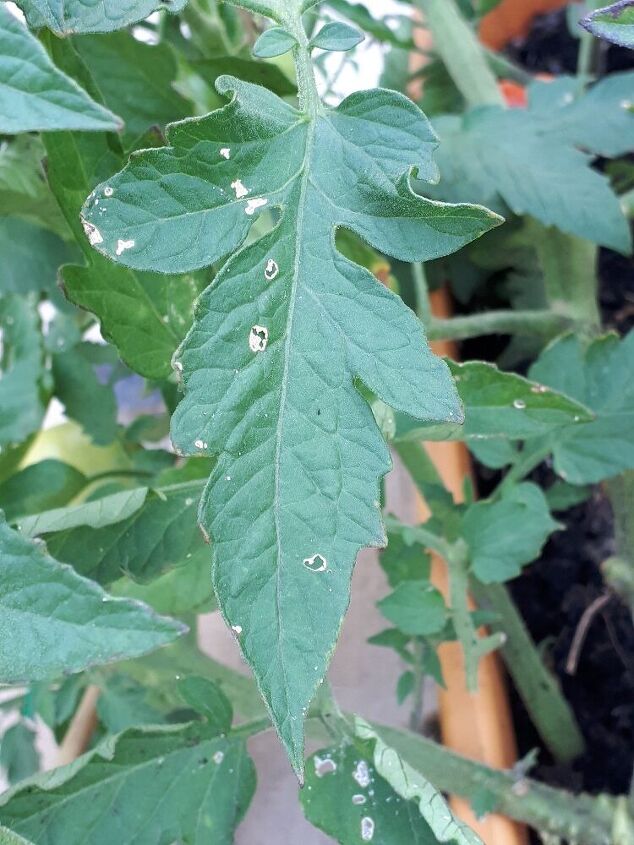 my tomatoe plant has white spots that turn into holes