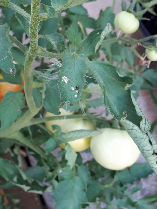 my tomatoe plant has white spots that turn into holes