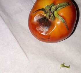 q what is wrong with my tomato