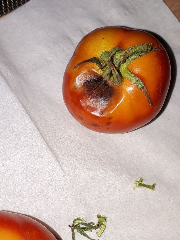 q what is wrong with my tomato