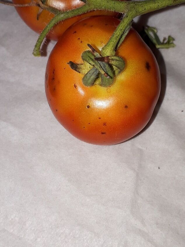 q what is wrong with my tomato