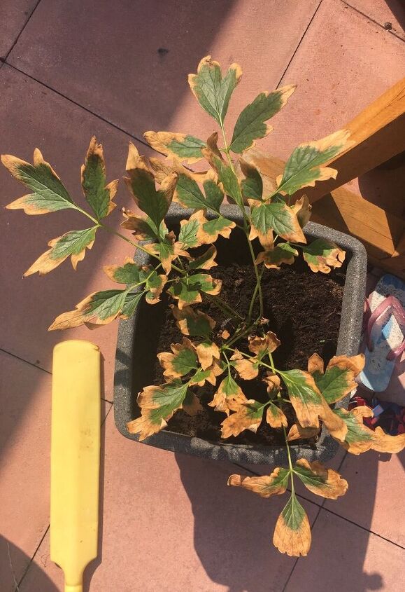 q what is happening with my tree peony plant leaves are turning brown