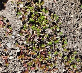 how do i get rid of a stubborn weed common purslane