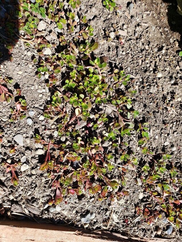 q how do i get rid of a stubborn weed common purslane