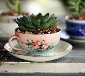 succulents in a tea cup