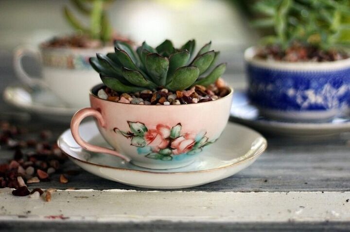 succulents in a tea cup