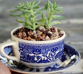 Succulents in a Tea Cup