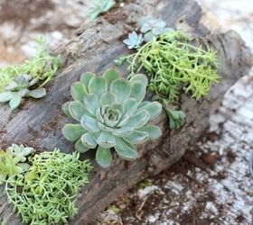 drift wood for potting succulent plants to decorate the garden