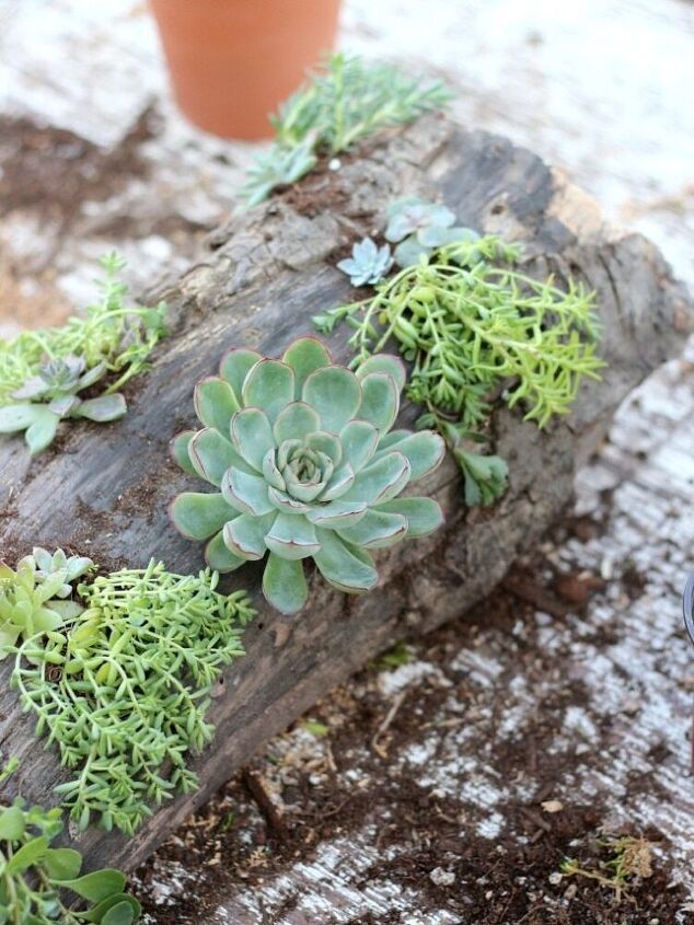 drift wood for potting succulent plants to decorate the garden