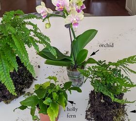 living centerpiece with orchids and ferns