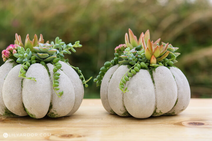 s 26 creative ways to display your succulents, Succulent Concrete Pumpkins