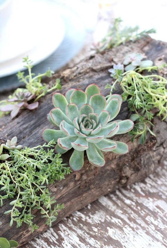 s 26 creative ways to display your succulents, Drift Wood for Potting Succulent Plants