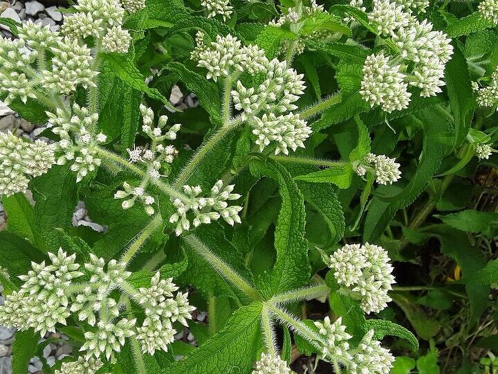 q plant