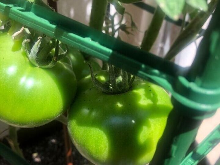 q what is this black debris on my tomato plants