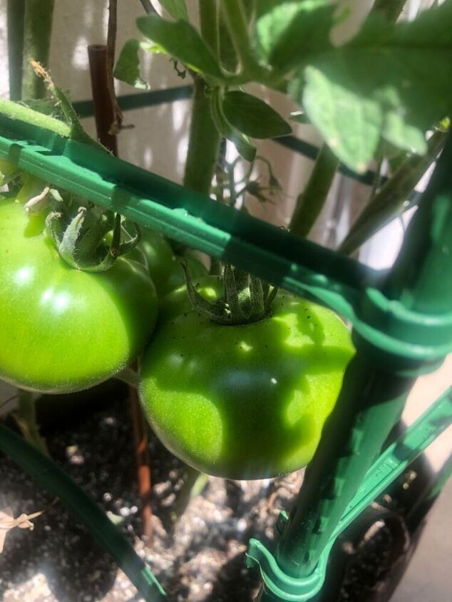 what is this black debris on my tomato plants