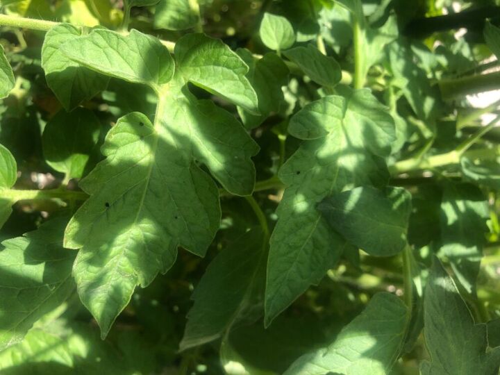 what is this black debris on my tomato plants