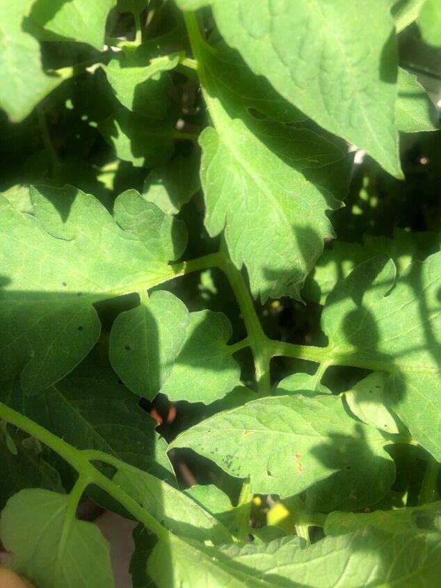 what is this black debris on my tomato plants