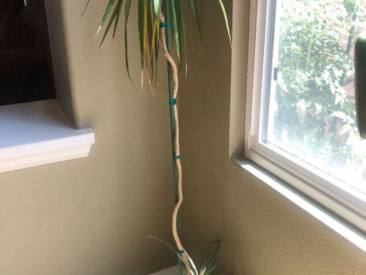 q does anyone know what type of plant this is