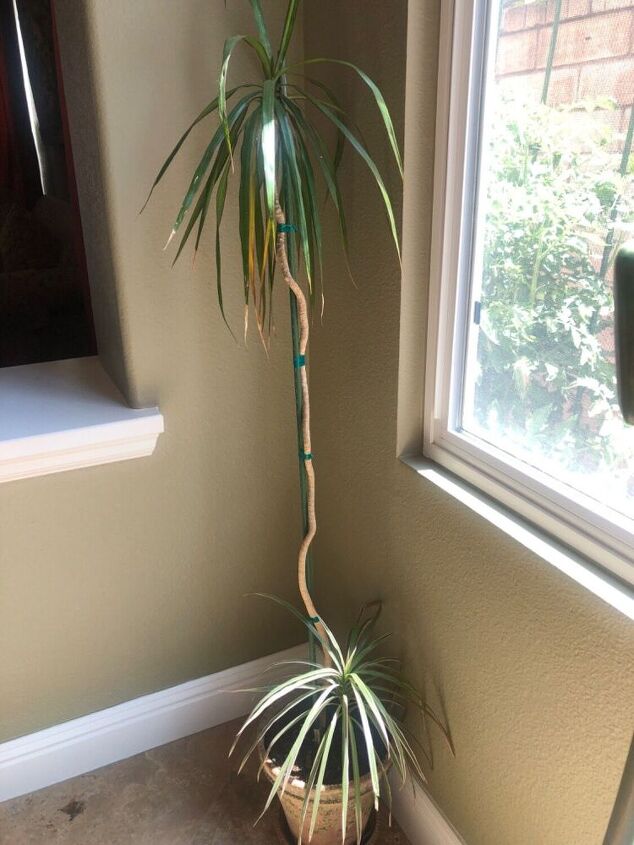 q does anyone know what type of plant this is